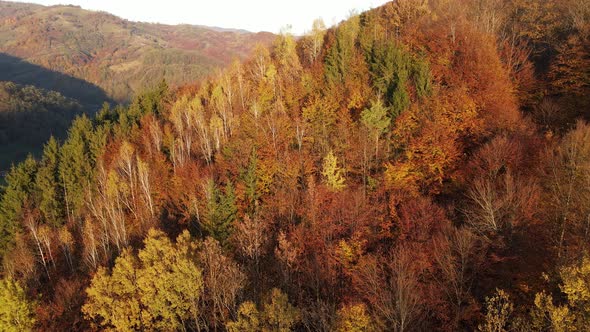 Aerial shot of forest in fall season