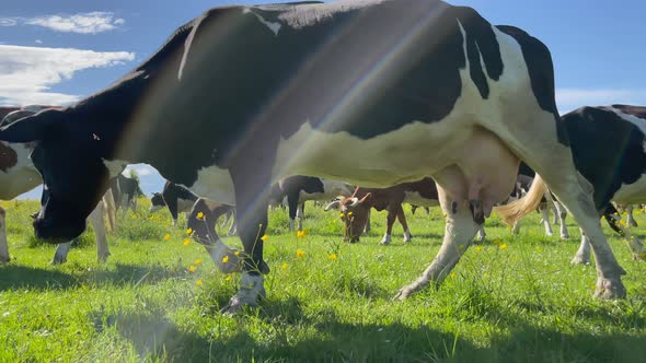 Milk Cow Grazing alt