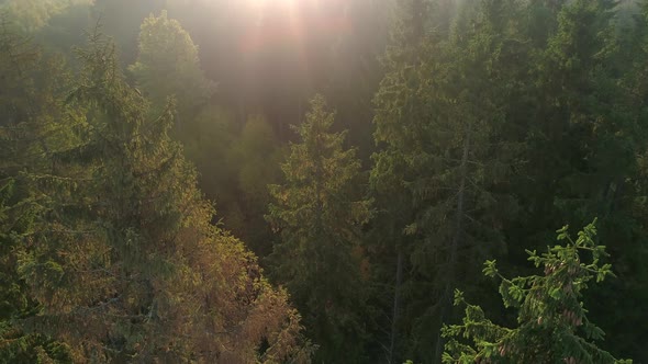 Flying Over Misty Pine Tree Forest at Sunrise