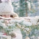 A Little Girl in a Cool Winter Hat Decorates the New Year Tree in the Park with Various Balls - VideoHive Item for Sale