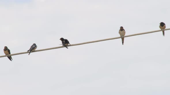 Birding Background. Birds on the Line. One Bird From the Flock Brushing Feathers. Swallows on the