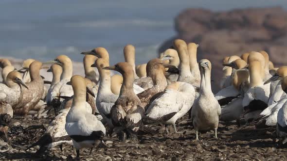 Cape Gannet Colony alt
