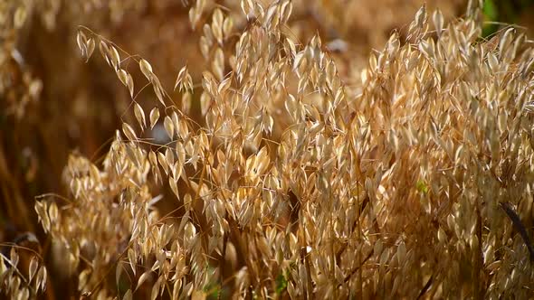 Field of Young Oats in the Evening at Sunset