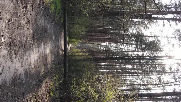 Vertical Video of a Road in the Forest Slow Motion alt