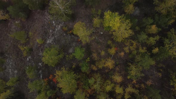 Aerial top down view of wild autumn forest.