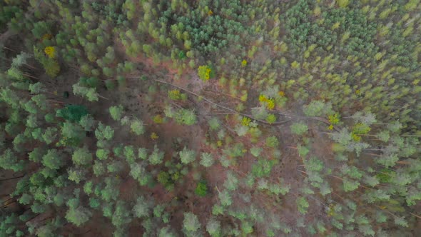 Forest Reclamation with Seedlings, Above View