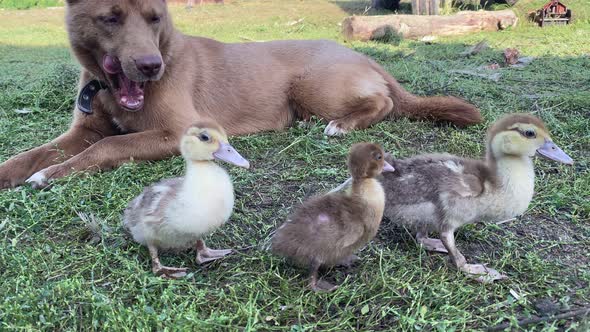 Shepherd Dog Watches Over Little Ducklings so That They Don't Run Away From Farm and Licks His Lips