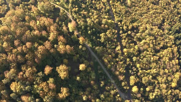 Aerial Top View Over Alpine Forest Durring Sunset in Autumn.