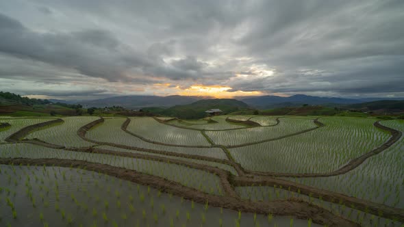 Time lapse of paddy rice terraces with water reflection, green agricultural fields in countryside alt