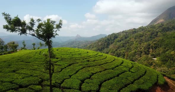Tea garden plantation terrace located in Munnar India rural drink industry above green hills with la alt