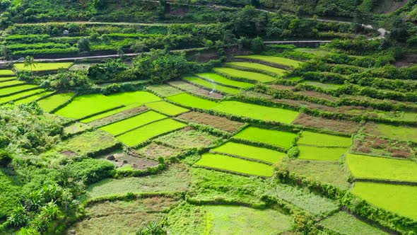 Rice Terraces in the Philippines. The Village Is in a Valley Among the Rice Terraces. Rice alt
