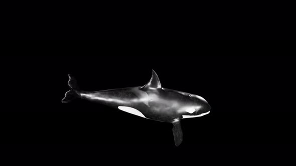 killer whale 4k alpha eat 2