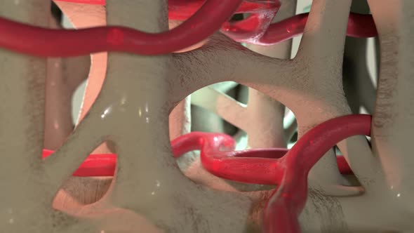 Blood Vessels In Bones Background alt
