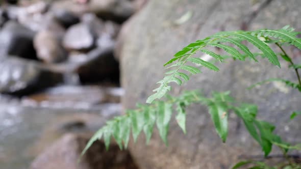 Slow motion of green plant by the waterfall in the forest