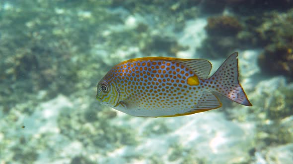 Underwater Video of Golden Rabbitfish Siganus Guttatus School in Coral Reef alt