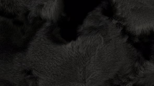 Black Fur Background, Motion Graphics