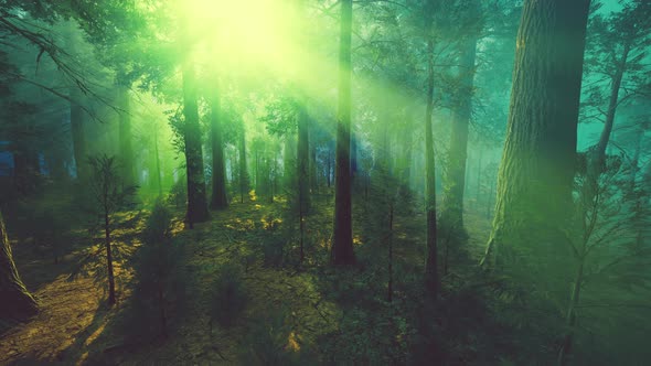 Morning Fog in the Giant Sequoias Forest alt