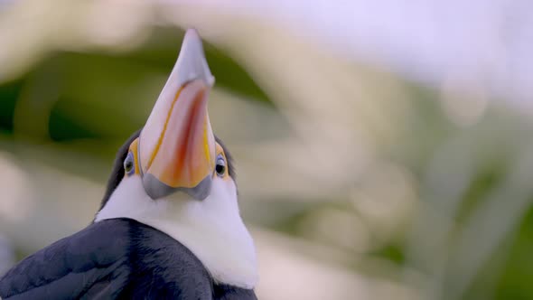 Close Up of a Ramphastos Toco Bird Turning Its Head with a Beautiful Long Orange Beak with a Forest alt