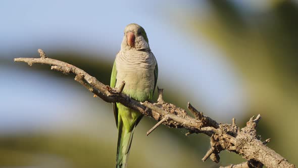 Exotic quaker parrot, monk parakeet, myiopsitta monachus perched on tree branch, sunbathing and enjo alt