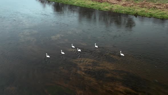 AERIAL: Six Swans Swiming Against Current in Cold River in Autumn