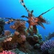 Tropical Colorful Lion Fish - VideoHive Item for Sale