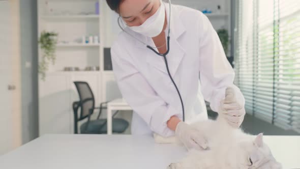 Asian veterinarian examine cat during appointment in veterinary clinic. alt