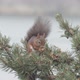 Squirrel Eating - VideoHive Item for Sale