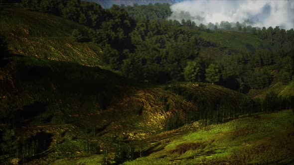 Autumn Forest on Green Rocky Hills alt
