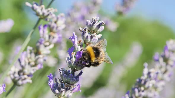 Close up macro shot of bumblebee and lavender alt