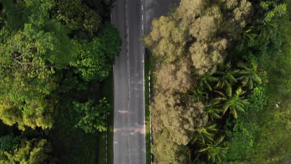 road on the jungle