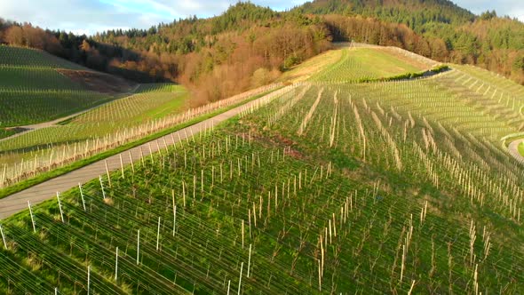Aerial Video of Green Hills with Cropped Vineyards in Clear Weather alt