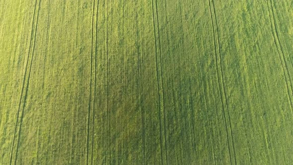 Aerial of the Cheerful Green Wheat Agro Area From a High Flying Drone in Summer  