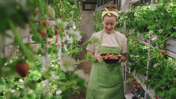 Woman Picking Ripe Strawberries In Greenhouse alt