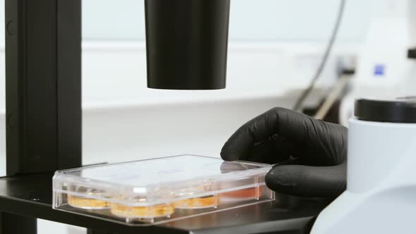 Scientist Place a Petri Dish in Microscope