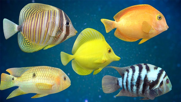 5 Fishes Pack V01 alt
