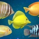 5 Fishes Pack V01 - VideoHive Item for Sale