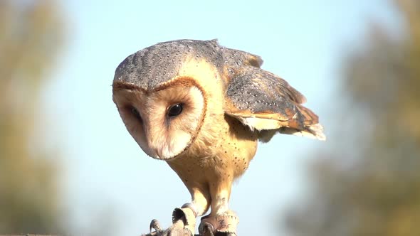 Owl spreading its wings