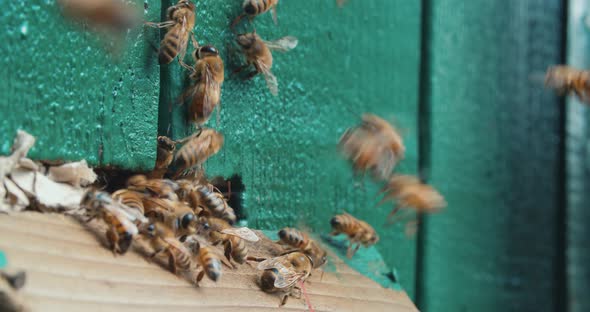 Slow motion of Bees getting inside the small hole 