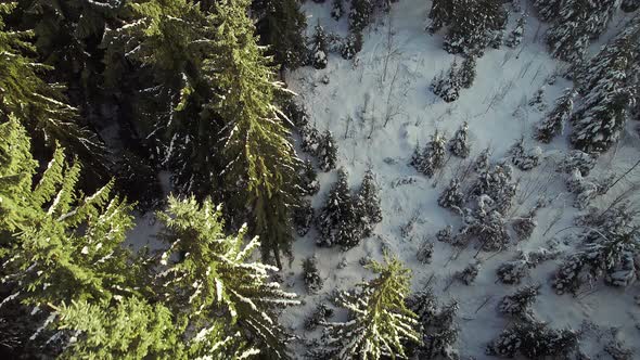 Flight Over the Winter Forest of Tall Pines