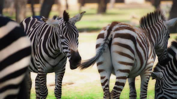 Herd of grazing zebras on sunny day