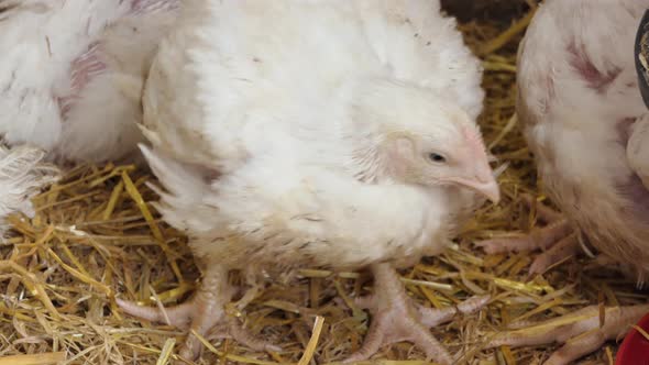 Broiler Chicken in a Poultry Farm