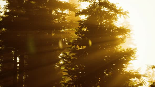 Misty Forest To the Rising Day alt