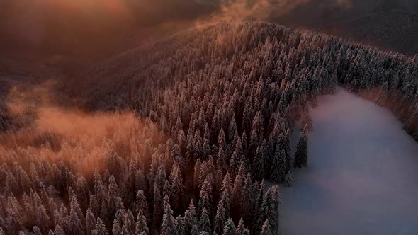 Flying High Above Illuminated  Mountain Forest at Golden Hour in Winte