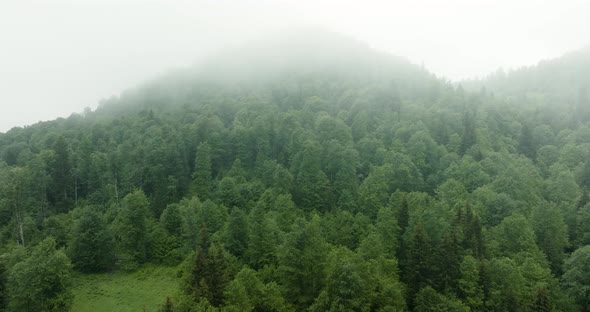 Flying Over Misty Pine Forest Near Ski Resort In Bakuriani, Georgia. Aerial Drone Shot alt