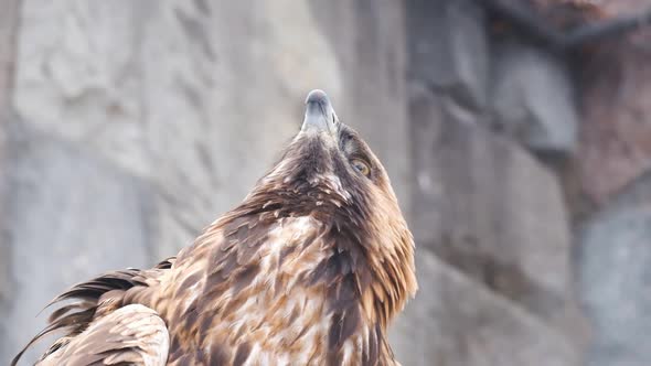 Slow Motion Bird Portrait