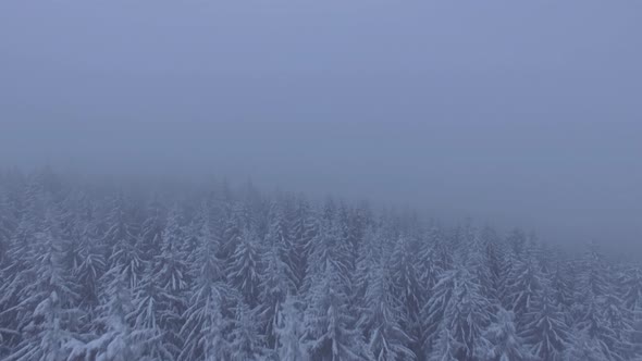 Fog Over Frozen Forest in the Winter