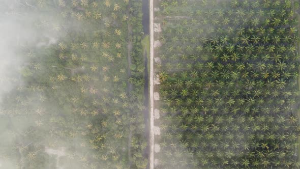 Aerial top down view misty coconut plantation alt