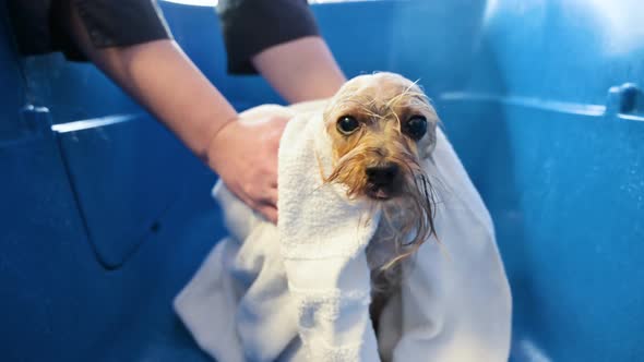 Closeup of Professional Pet Groomer Drying a Wet a Dog Yorkshire Terrier Wrapped in a White Towel at alt