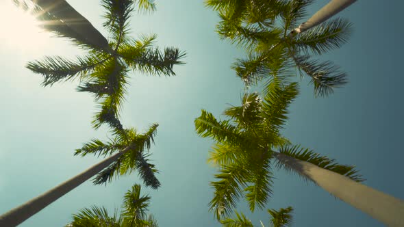 View of the Palm Trees Passing by Under Sunny Blue Skies Camera Looking up at Palm Trees alt