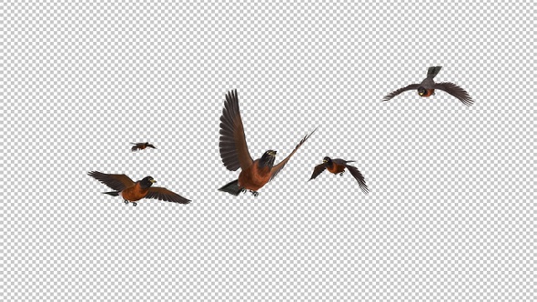 American Robins - Flock of 5 BIrds - Flying Transtion CU - Alpha Channel